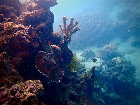 Alegria Dive Resort .